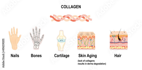 Collagenas connective tissues, illustration for medical, science