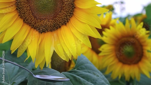 Motion of dripping sunflower oil liquid into spoon by sunflower petals over against the background of a yellow blooming field. Medium shot.