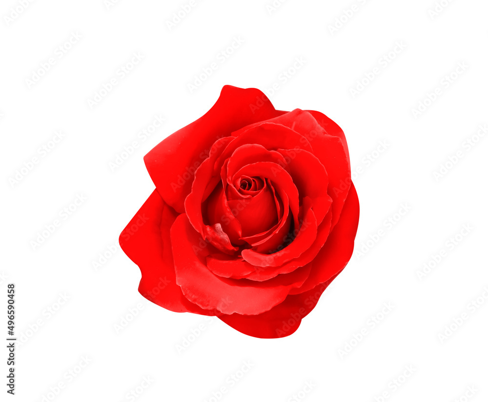 Red rose flower isolated on white background top view , clipping path Red rose flower isolated on white background top view , clipping path