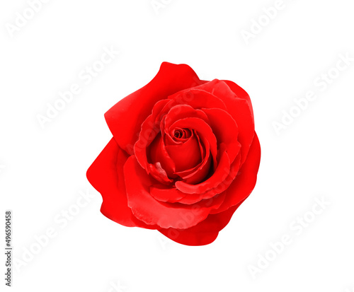 Red rose flower isolated on white background top view   clipping path