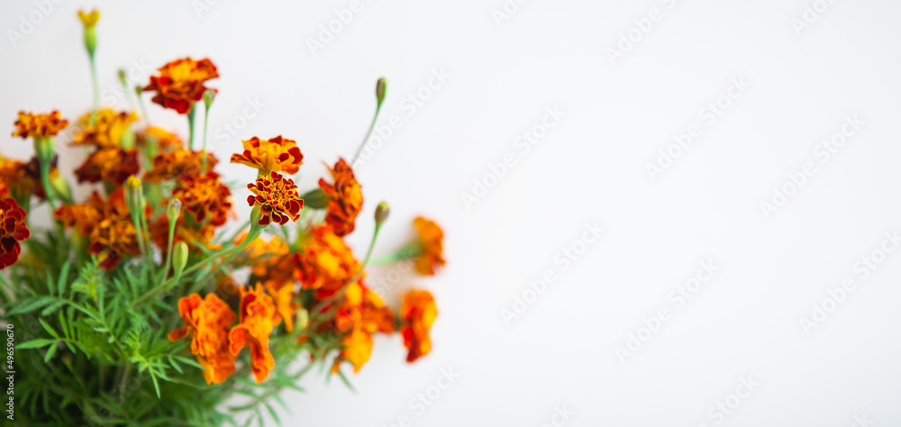 Fototapeta premium Beautiful orange marigolds on a beige background. Selective focus, noise. Ready banner for advertising. Place with copy space.