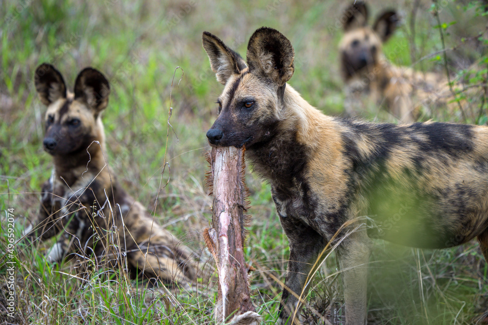 African wild dog, African painted dog, painted wolf or African hunting dog (Lycaon pictus). Mpumalanga. South Africa. African wild dog, African painted dog, painted wolf or African hunting dog (Lycaon pictus). Mpumalanga. South Africa.