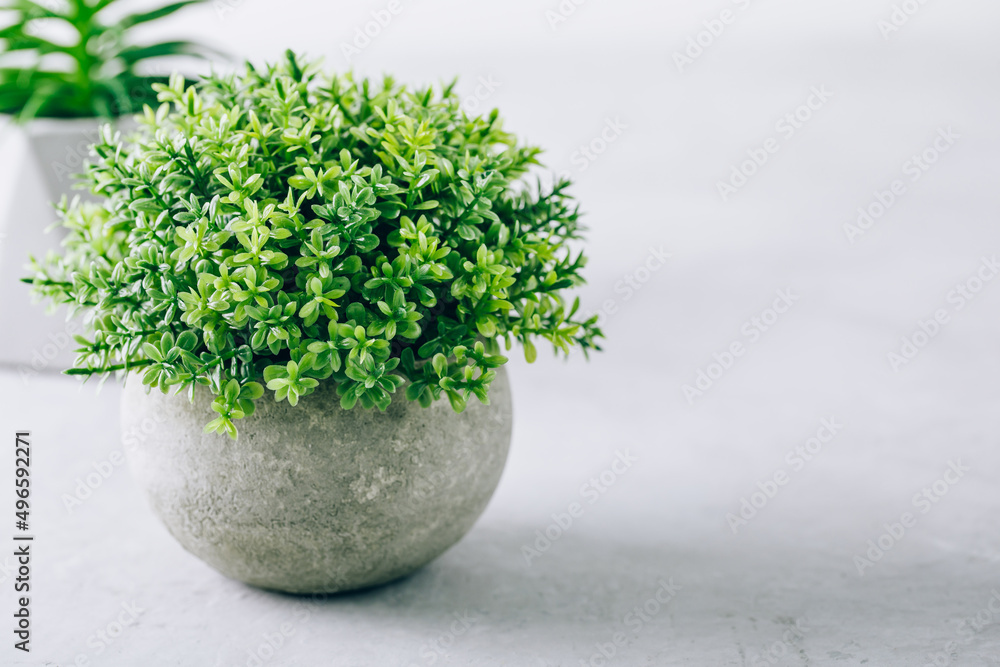 Green plant pot succulent on gray stone background Green plant pot succulent on gray stone background