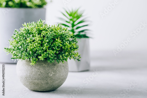 Green plant pot succulent on gray stone background