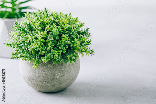 Green plant pot succulent on gray stone background