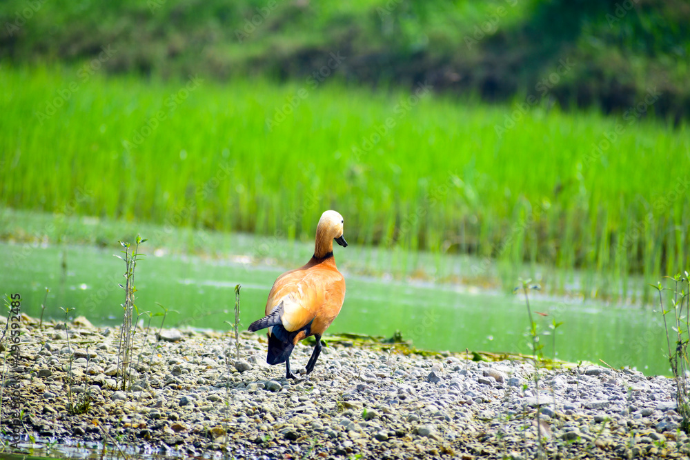 Fototapeta premium A beautiful Ruddy Shelduck (Tadorna ferruginea) on grass field in a green blurred background.