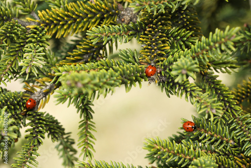 branches of a pine with ladybugs