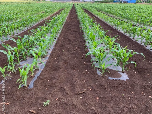 とうもろこし畑　深谷市岡部町の未来品種
Corn field, future variety in Okabe Town, Fukaya City photo