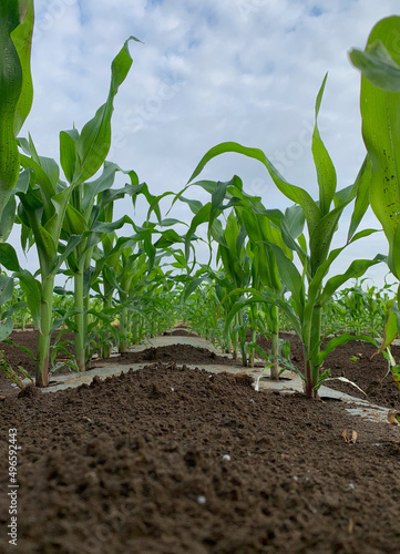 とうもろこし畑　深谷市岡部町の未来品種
Corn field, future variety in Okabe Town, Fukaya City photo