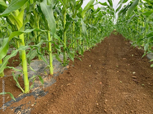 とうもろこし畑　深谷市岡部町の未来品種
Corn field, future variety in Okabe Town, Fukaya City photo