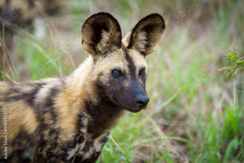 African wild dog  African painted dog  painted wolf or African hunting dog  Lycaon pictus . Mpumalanga. South Africa.