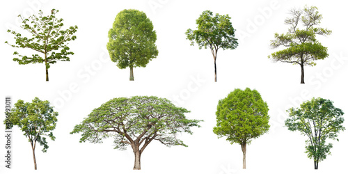 tropical green tree side view isolated on white background for landscape and architecture drawing, elements for environment and garden