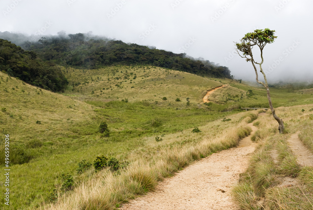 Horton Plains national park, Sri Lanka Horton Plains national park, Sri Lanka