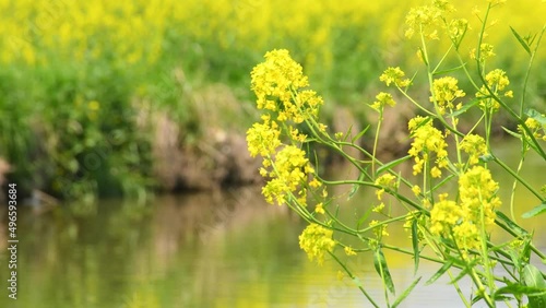 菜の花　川　春の風景