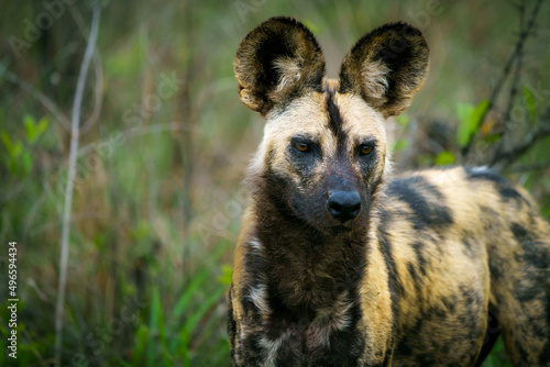 African wild dog, African painted dog, painted wolf or African hunting dog (Lycaon pictus). Mpumalanga. South Africa. photo
