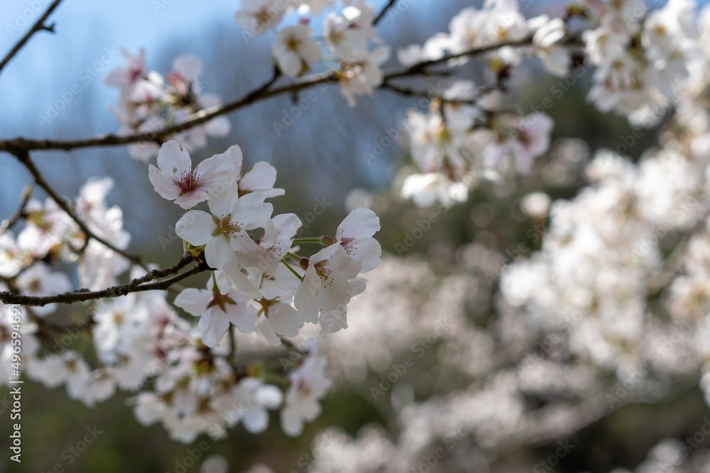 桜の花のクローズアップ写真 桜の花のクローズアップ写真