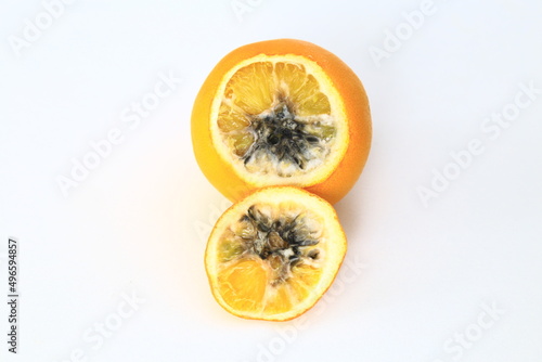 moldy and rotten oranges on a white background