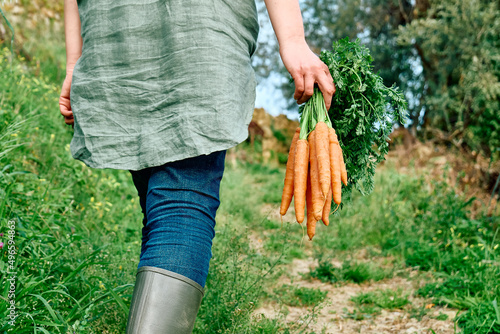 Ripe natural organic freshly picked carrots in the hands of farmer. Harvest Country Village Agriculture concepts. Healthy organic food, vegetables, Vitamin Keratin