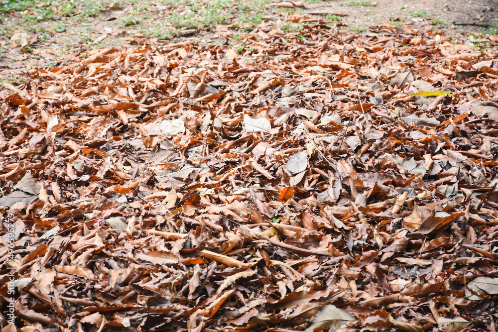 dry leaf background for design dry leaf background for design
