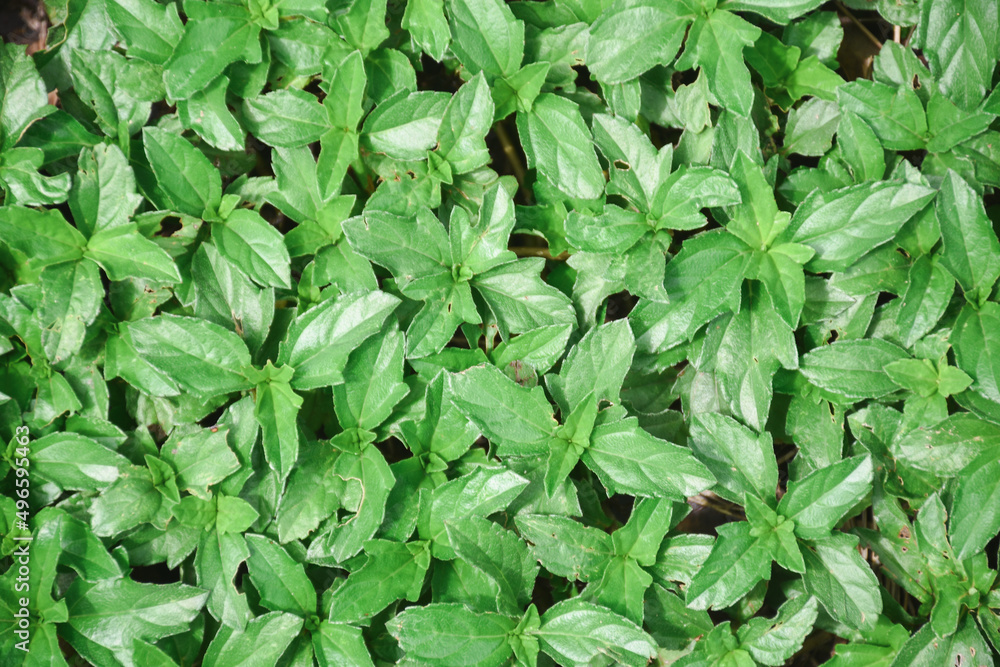 green leaf background for design green leaf background for design