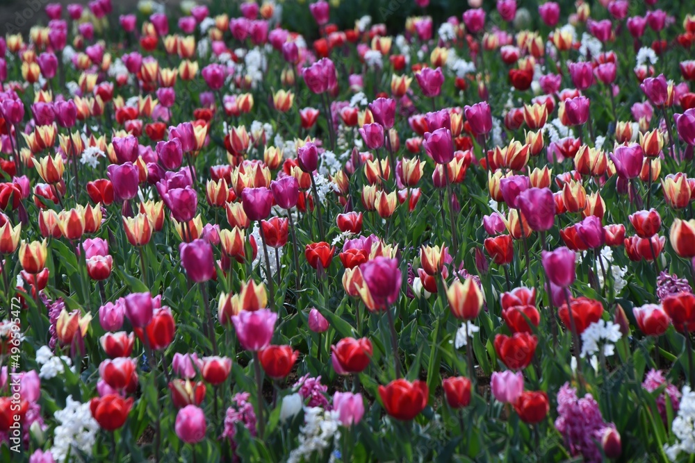 Tulip flowers in full bloom in the flower garden of the botanical garden. Tulip flowers in full bloom in the flower garden of the botanical garden.
