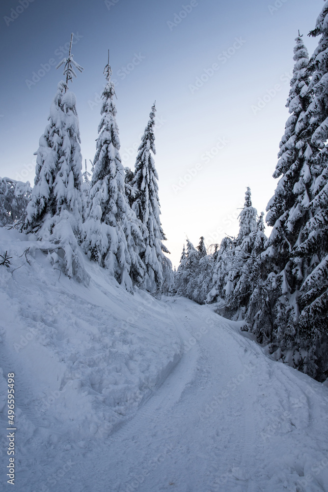 Obraz premium snow covered hiking trail with frozen trees and clear sky in winter mountains