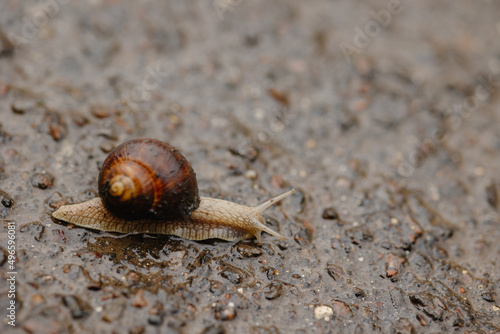 snail on asphalt, snail in the rain on asphalt. the snail came out in the spring after the rain