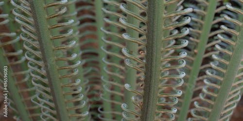 Close-up abstract detail view of young cycas pectinata leaves or palms  in outdoor tropical garden isolated with shallow depth of field photo