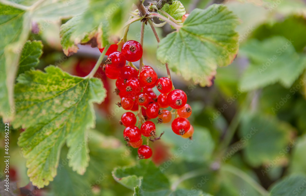 Rote Johannisbeeren (Ribes rubrum) Rote Johannisbeeren (Ribes rubrum)