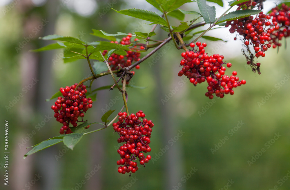 Früchte des Roten Holunder (Sambucus racemosa) Früchte des Roten Holunder (Sambucus racemosa)