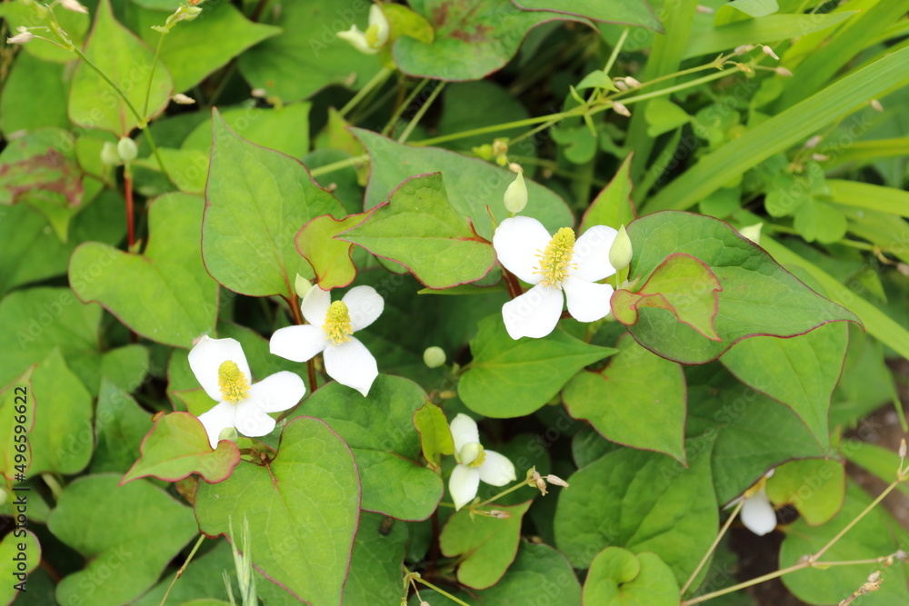 どくだみの花