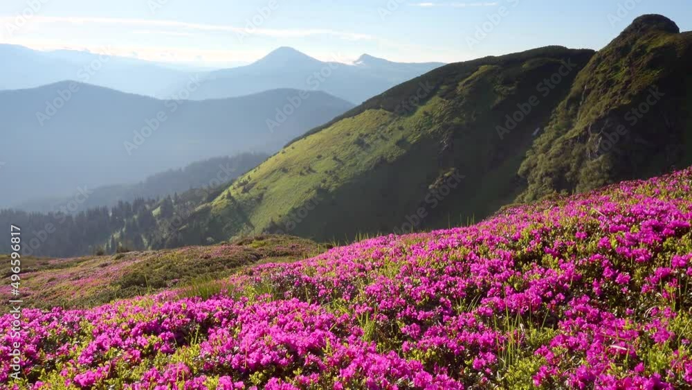 Attractive glade of pink rhododendron flowers on a sunny day. Filmed in UHD 4k video. Attractive glade of pink rhododendron flowers on a sunny day. Filmed in UHD 4k video.