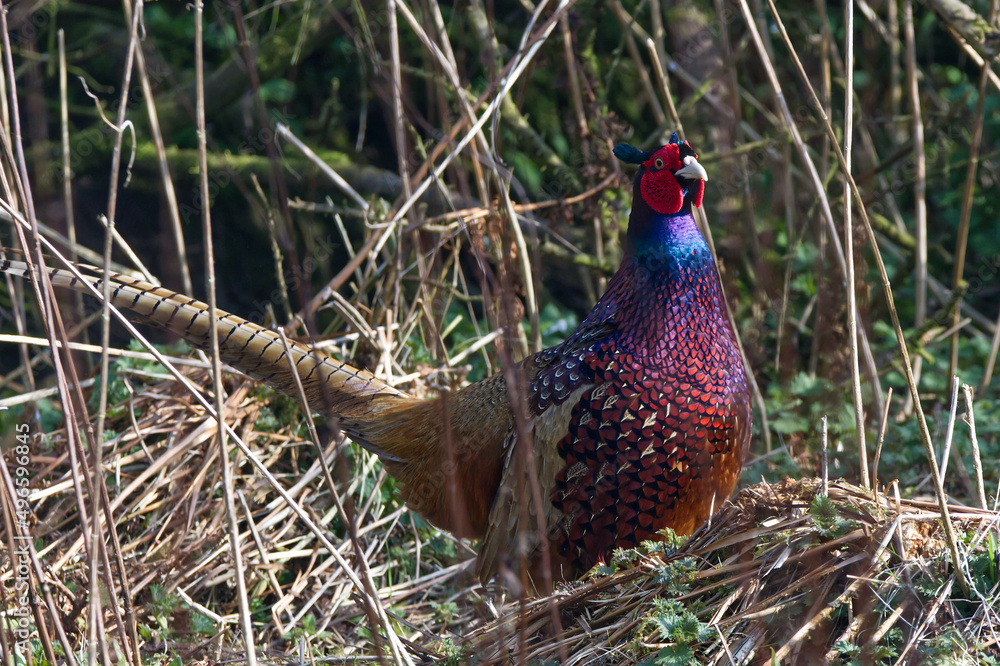 Fototapeta premium male pheasant