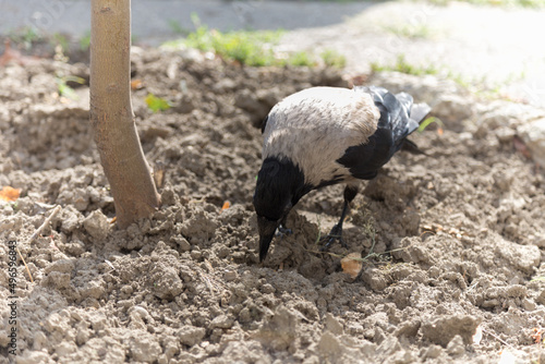 Photography A crow near a tree is looking for food.