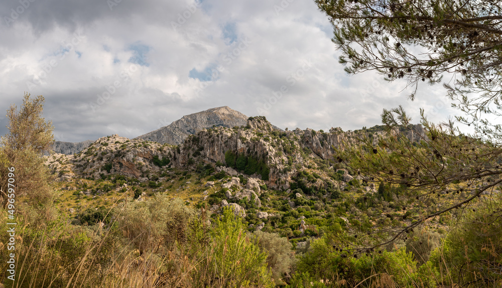 Tramuntana Gebirge auf Mallorca mit Felsen und Pinienwald  in Spanien