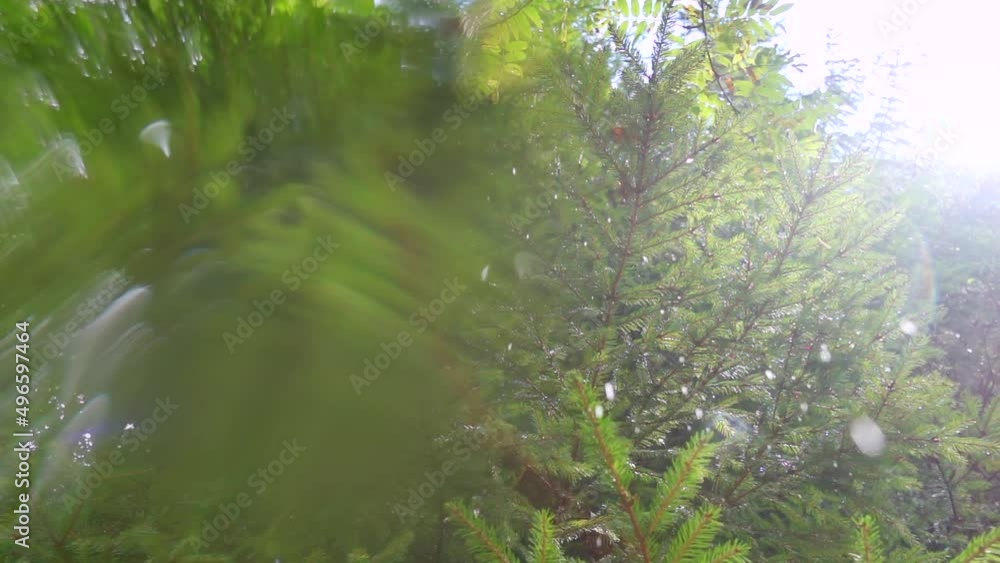 Drops of water dripping down from evergreen branches. Slow motion clip 240 fps. Drops of water dripping down from evergreen branches. Slow motion clip 240 fps.