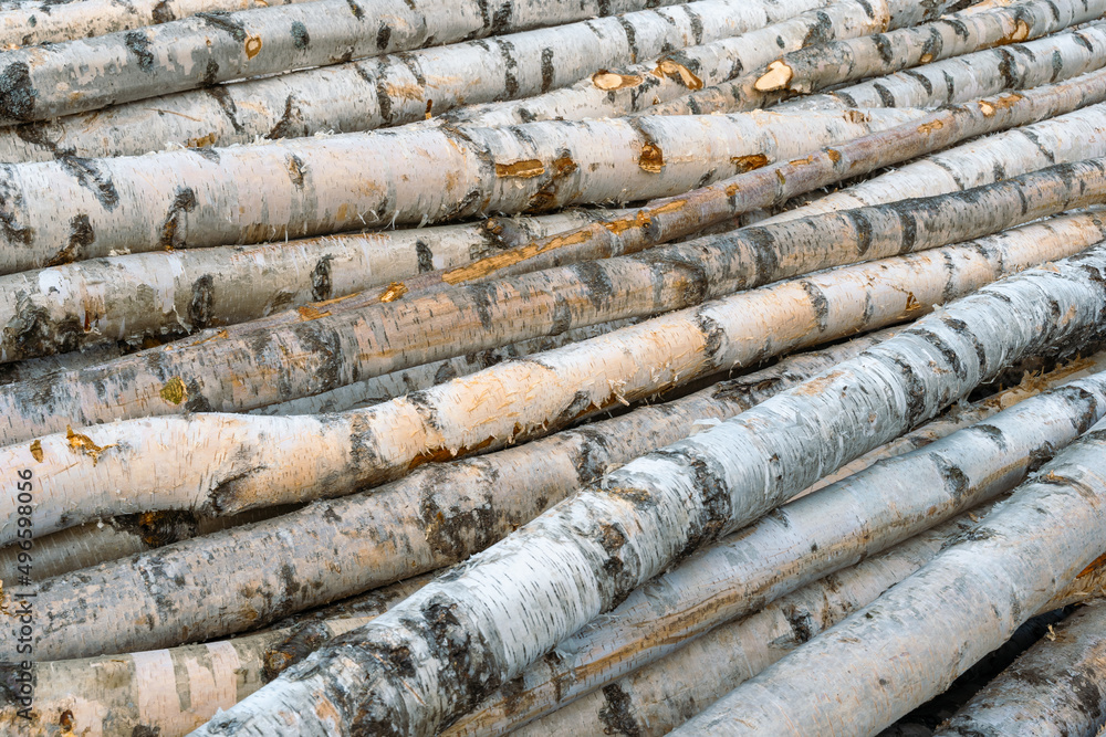 timber grove of birch logs