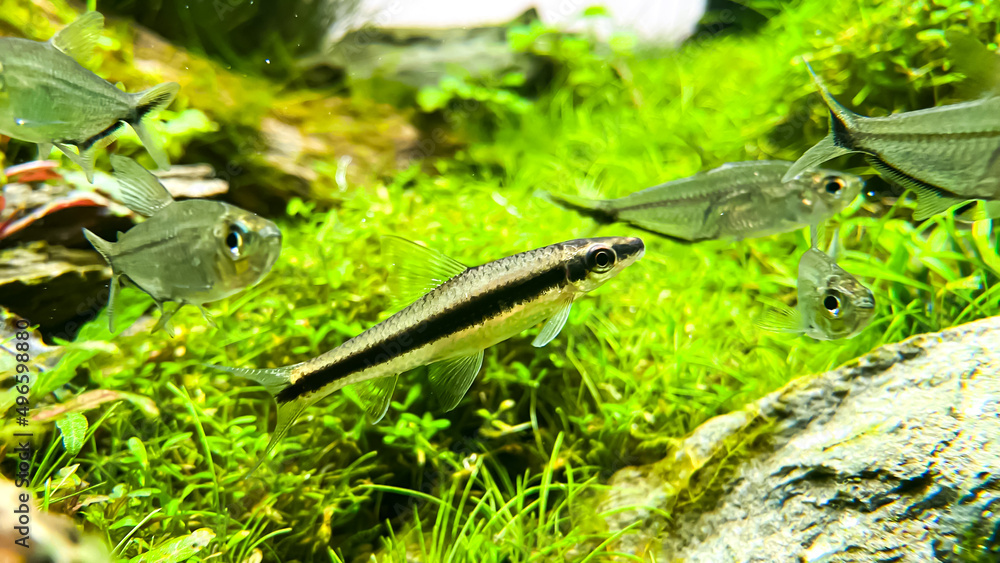Siamese Algae-eater (Crossocheilus oblongus) with flock of Costae Tetra ...