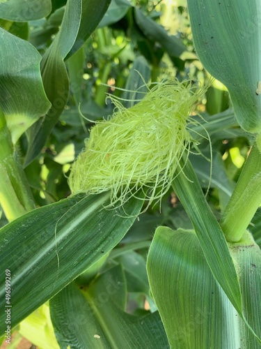 とうもろこし味来種の花畑 深谷市岡部 Corn flavored varieties Okabe, Fukaya photo