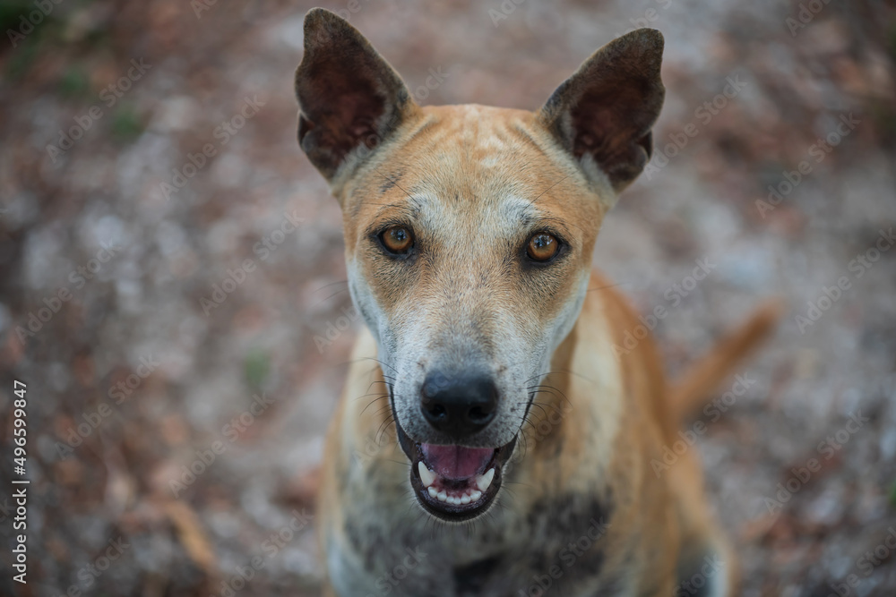Top view portrait of smiling stray brown dog