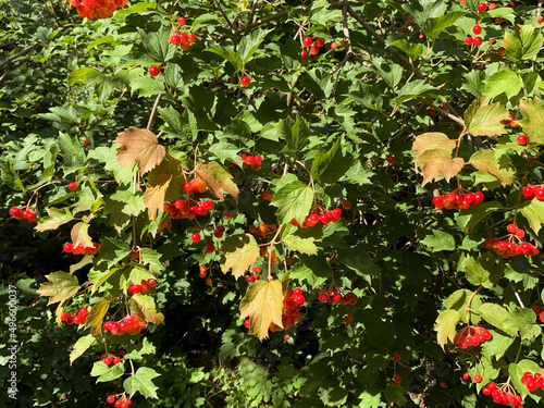 Green-yellow viburnum bush with red ripe berries