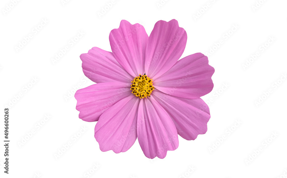 isolated pink cosmos flower on white background with clipping paths. isolated pink cosmos flower on white background with clipping paths.