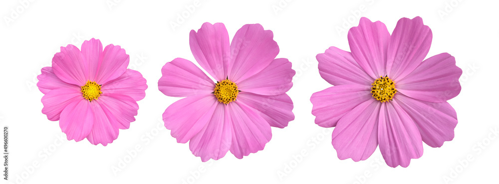 isolated pink cosmos flower on white background with clipping paths. isolated pink cosmos flower on white background with clipping paths.