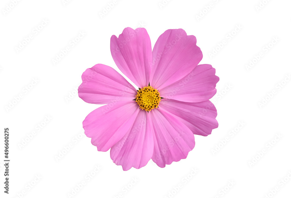 isolated pink cosmos flower on white background with clipping paths.