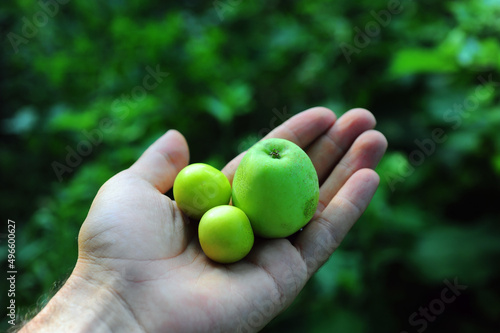 hand holding green apple