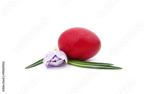 One purple crocus with easter egg.