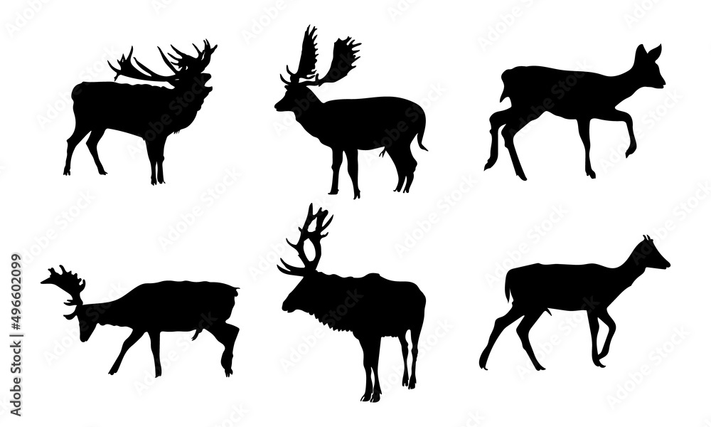Collection of Graphic black silhouettes of wild deers male, female, and roe deer. Collection of Graphic black silhouettes of wild deers male, female, and roe deer.
