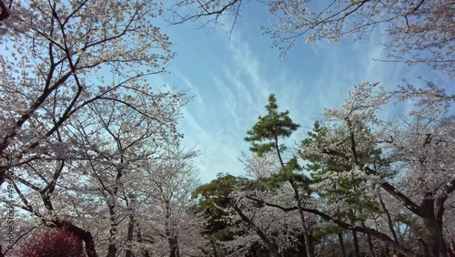 Wallpaper Mural 東京都北区王子の公園に咲く満開の桜の景色 Torontodigital.ca
