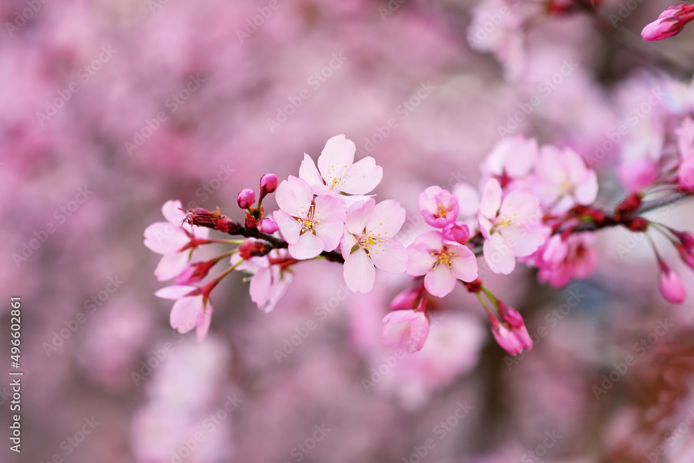 Blooming pink flowers of japanese cherry tree