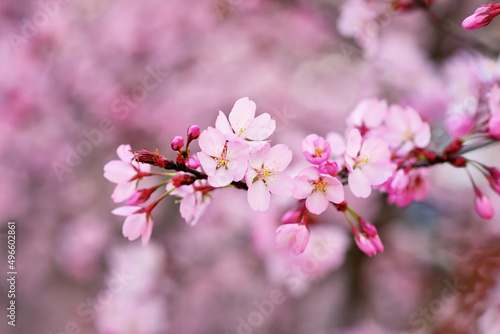 Blooming pink flowers of japanese cherry tree © Firn